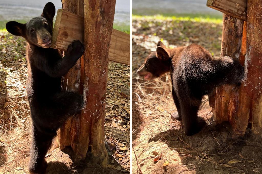 Bear cub stuck in traffic jam freed after Florida wildlife officials used dish soap, chainsaw