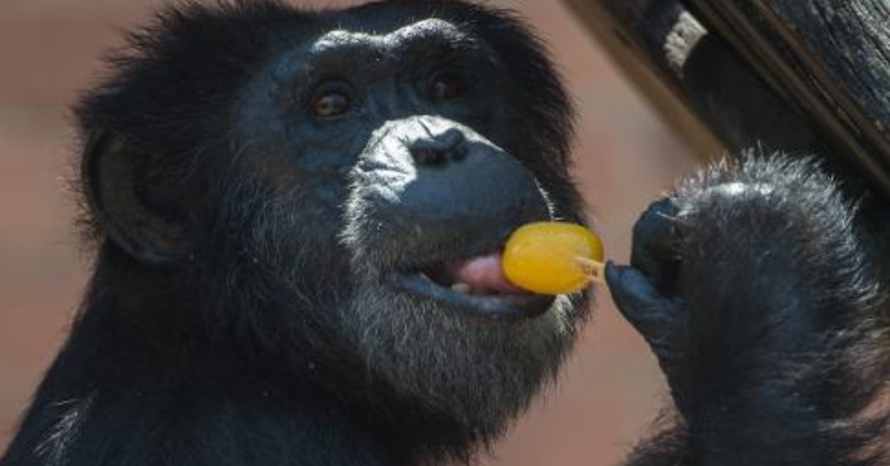 Brazil zoo gives popsicles to monkeys to help them cool off during rare winter heat wave