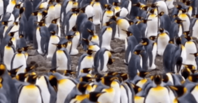 Can you find the girl among the penguins in 5 seconds in this optical illusion?  try it now