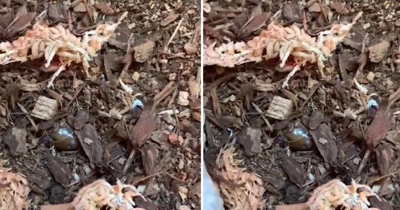 Can you spot the camouflaged lizard in this new optical illusion?  - Try it now