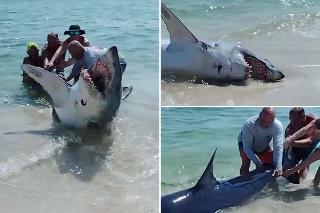 Dramatic video shows huge shark rescued after being stranded on a Florida beach