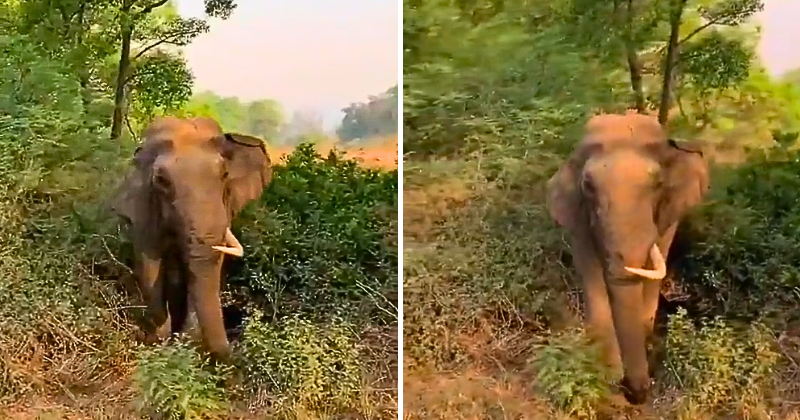 Ganesh Chaturthi 2023: IFS Officer Shares New Video of Unique One-Tusk Elephant