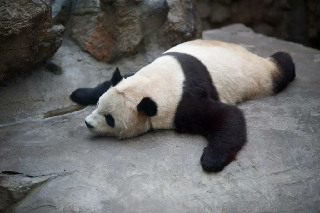 Giant pandas in captivity may be suffering from 'jet lag': study