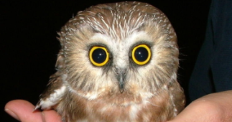 Here is the smallest owl in the world: Do you know what makes the elf owl different?