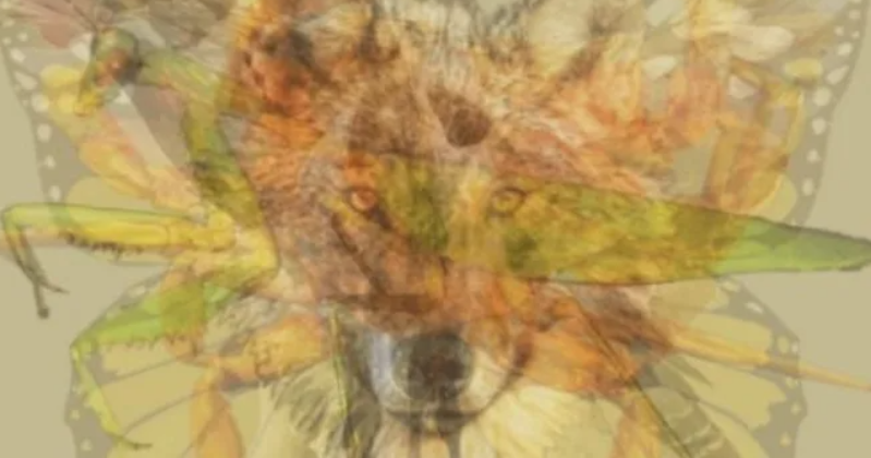 Here's a new optical illusion!  The animal you see first will reveal your true personality