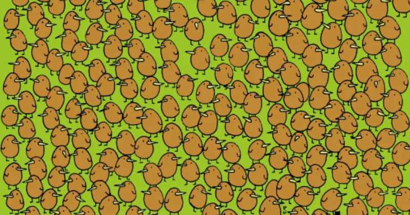 Here's a new optical illusion: find the four kiwis hidden among the tiny birds