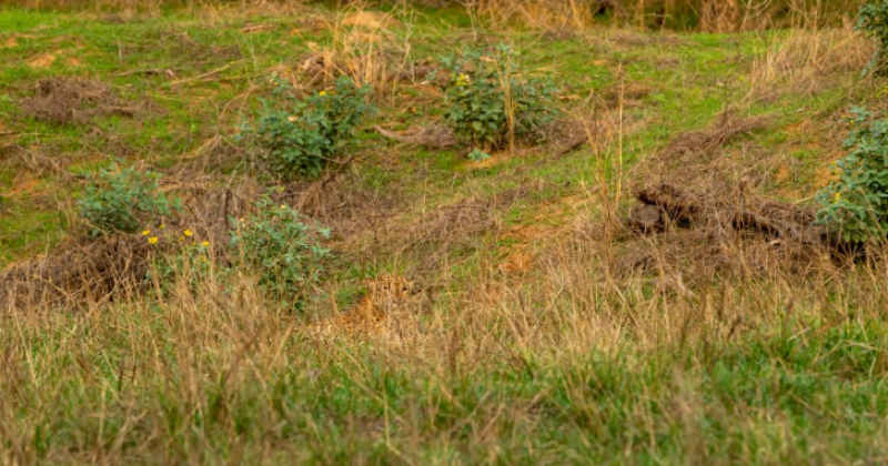 Here's a viral optical illusion: you must spot the wild leopard camouflaged in the green monsoon grass