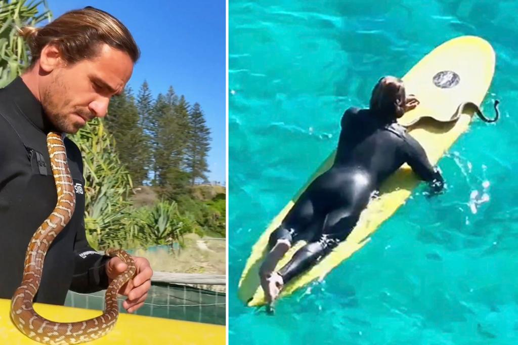 Man with python as a pet surfer fined $1,500 after going viral