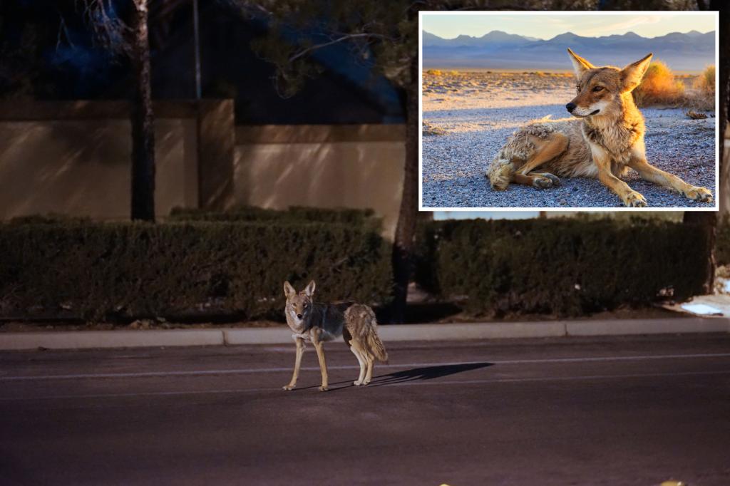 Massachusetts cities, towns warn dog walkers to be careful after pet thefts by coyotes