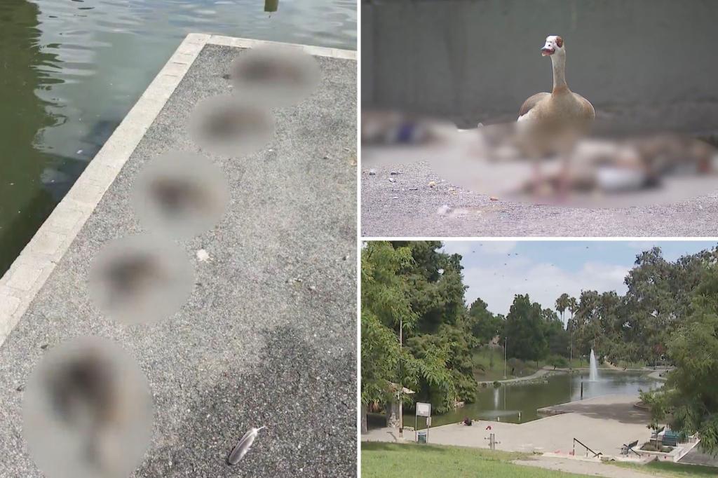 Mystery as dozens of sick and dead ducks wash up on the edge of the Los Angeles park