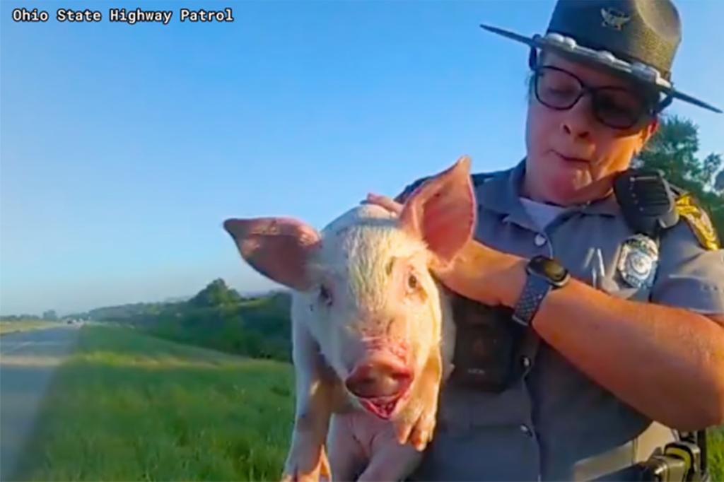Ohio Police Rescue Pig Named Pearl Pancetta Who Escaped Transport Truck Heading to Slaughterhouse, Video Shows