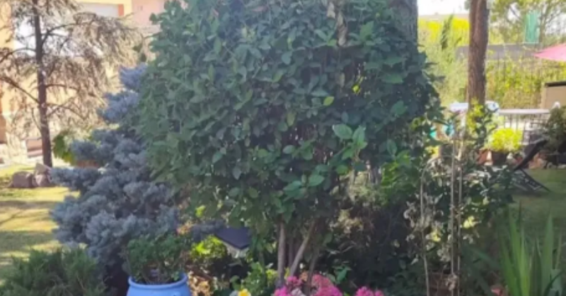 Optical Illusion Challenge: It's time to spot the cat hiding among the flower pots
