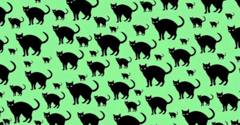 Optical illusion challenge: It's time to spot the rat among the cats in 14 seconds
