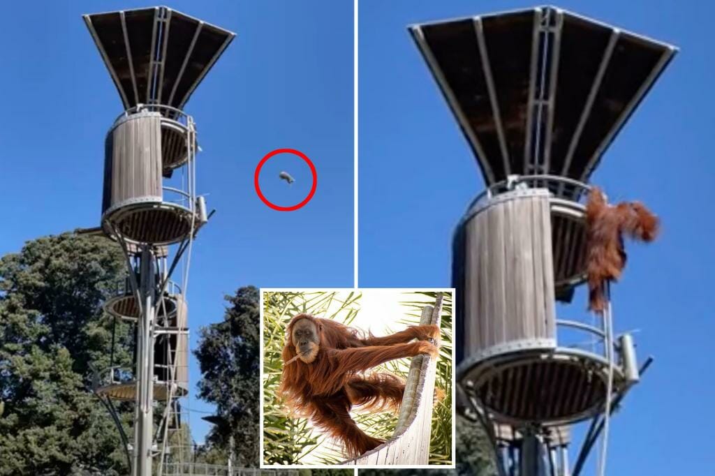 Orangutan throws possum out of zoo enclosure, as horrified visitors scream