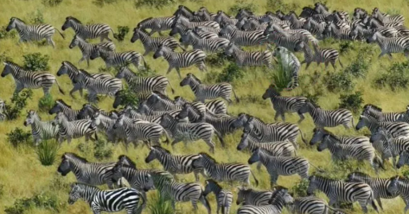 Puzzle: Try to find the tiger hidden among the zebras in this optical illusion in less than 10 seconds