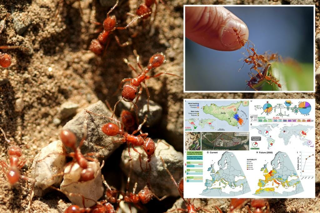 Red fire ants, one of the most invasive species in the world, attack Europe: "We knew this day would come"
