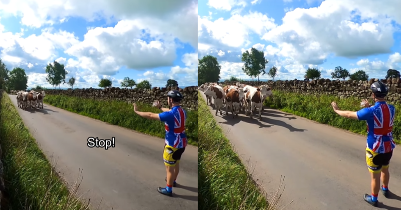 See: A cyclist successfully stops a herd of cows with a single gesture