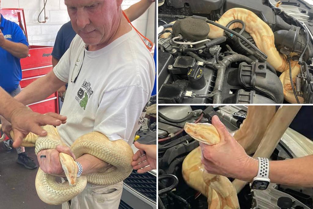 Shocking moment: Florida mechanics remove 8-foot-long boa constrictor from car engine