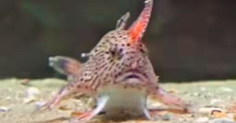 Spotted handfish, once thought extinct, make a surprise comeback
