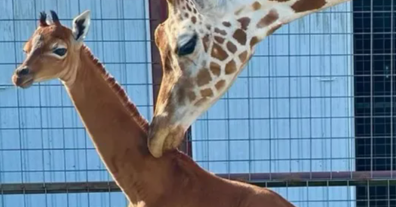 The impeccable viral giraffe now has a name!  Check out the sweetest name reveal