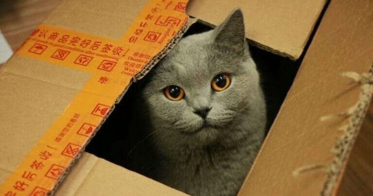 This is why cats love boxes