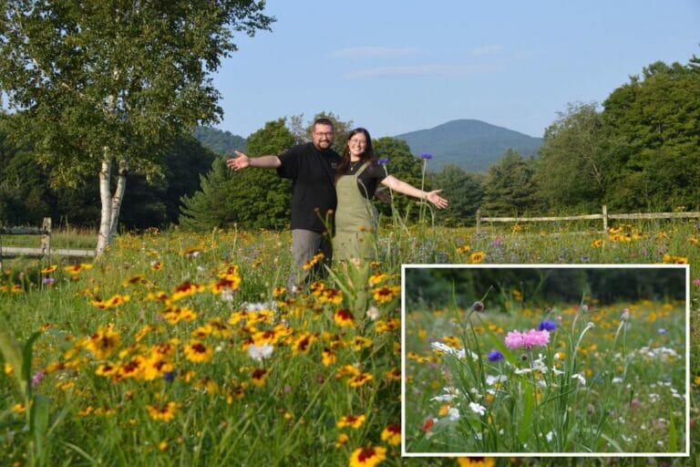 Vermont couple’s 5-acre lawn becomes a tourist attraction after they cultivated a wildflower meadow to avoid mowing it