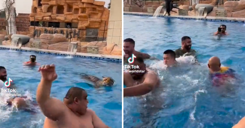 Watch Viral Video: Intrepid Dubai Zoo Owner Releases Tiger Into Pool And People Immediately Run For Their Lives