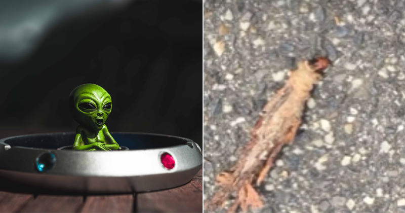 When you see it: Man finds mysterious alien-like creature on the ground after a windy day
