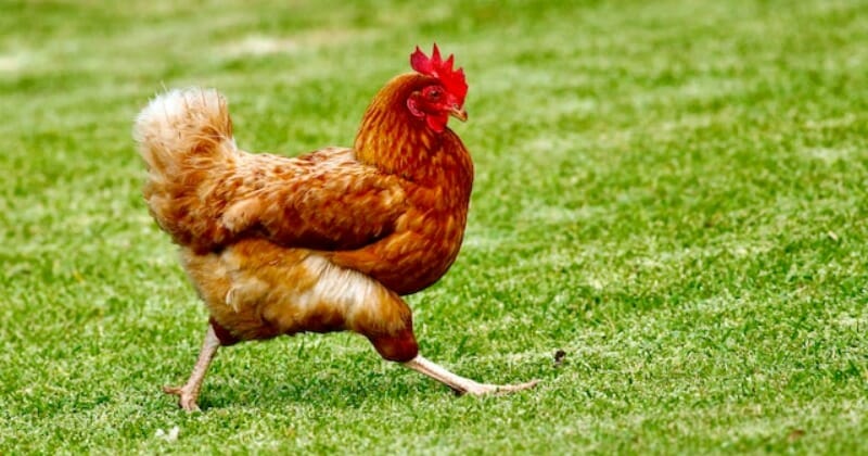 You need to see this today!  Japanese scientists use innovative AI to translate chicken clucks