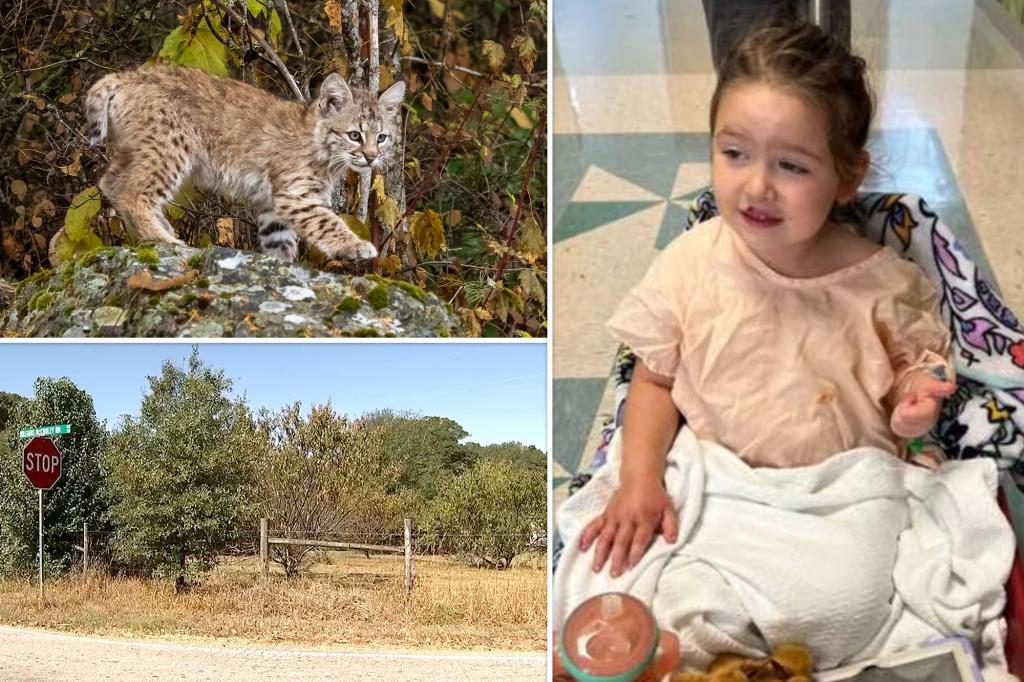 Aggressive bobcat on the loose in Georgia attacks two children and two dogs in separate attacks
