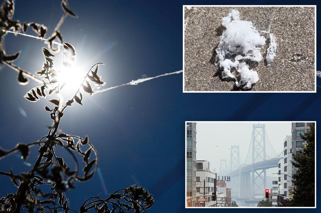 Creepy spiders fall from the sky in California in a nightmare scenario