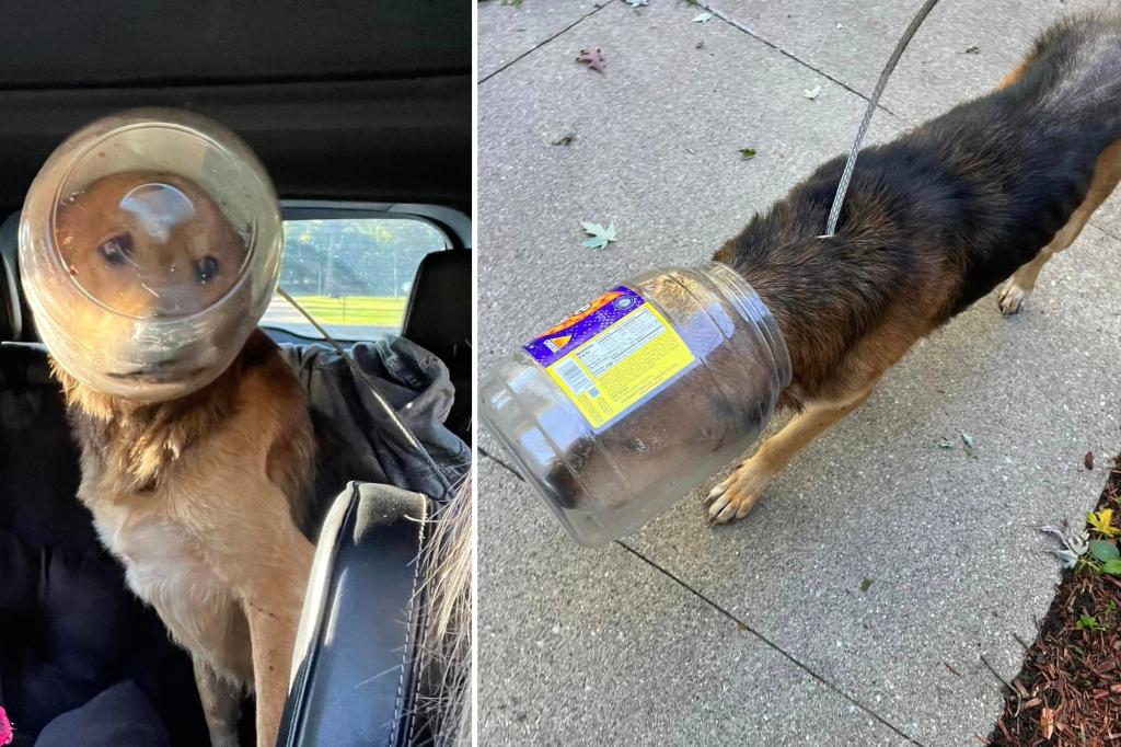 Dog nicknamed 'Cheeto' rescued after three days with head stuck in bucket of cheese balls