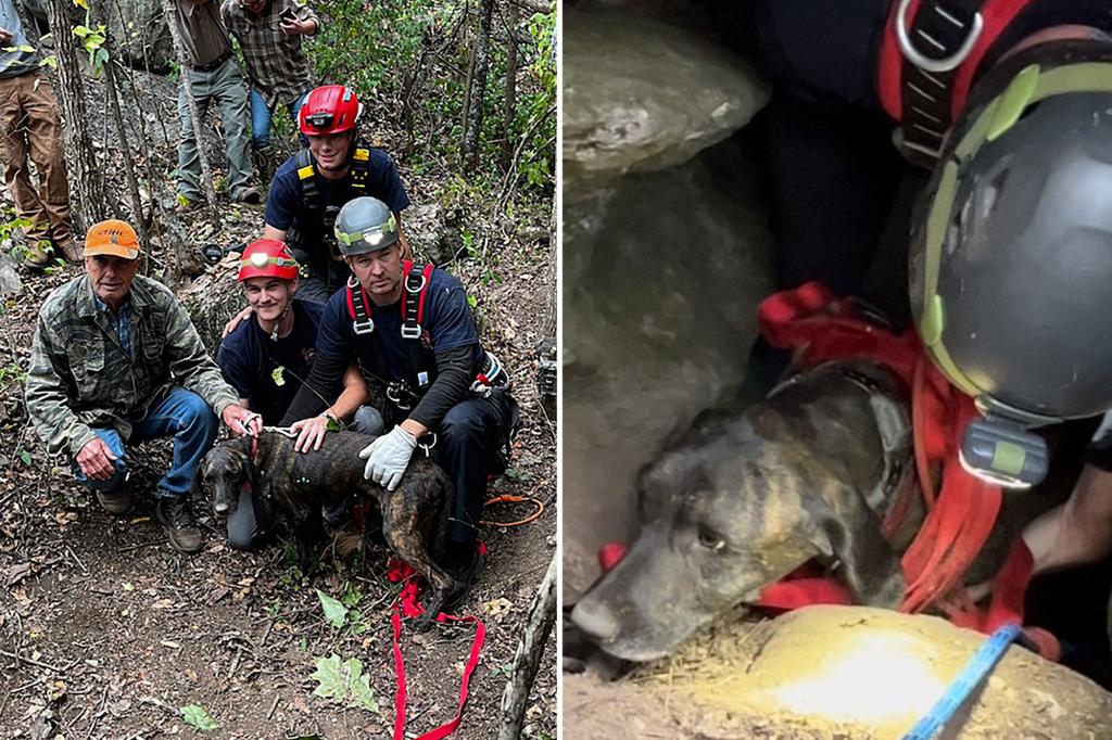 Dog rescued after being trapped in cave with bear for three days