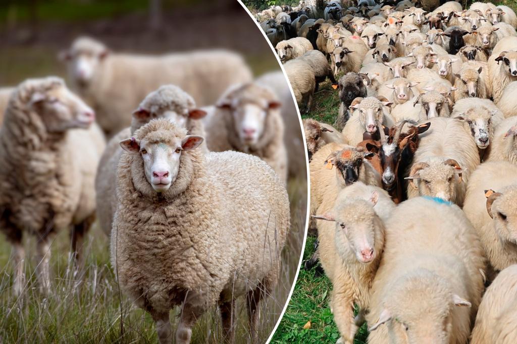 Flock of 44 sheep found two days after escaping from farm
