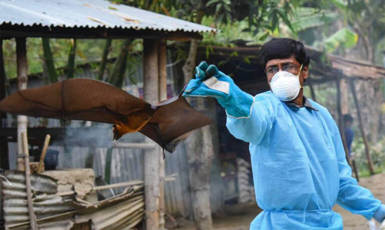 ICMR confirms deadly virus in fruit bats in Kerala