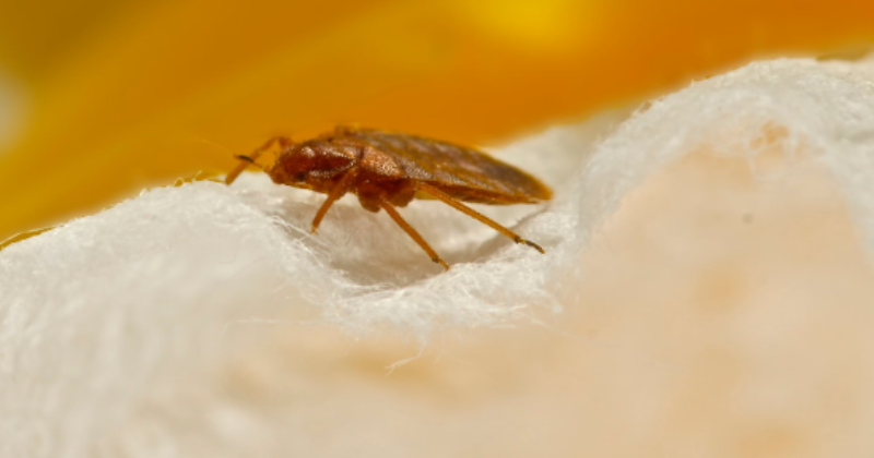 Is Paris' bedbug infestation heading to London?  Everything you need to know about symptoms, signs and treatment