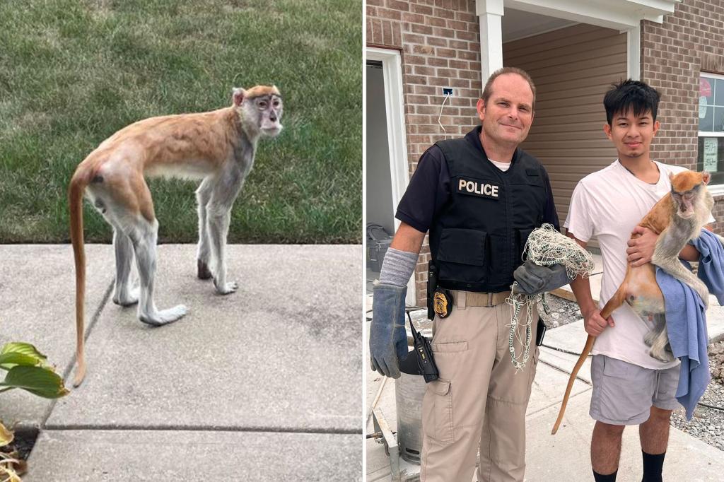 Momo the monkey was drinking beer and broke into a house while leading Indianapolis police on a 24-hour chase.