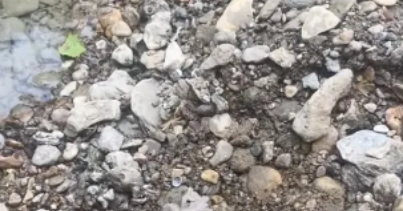 New optical illusion challenge: Can you find the frog hidden among the rocks?