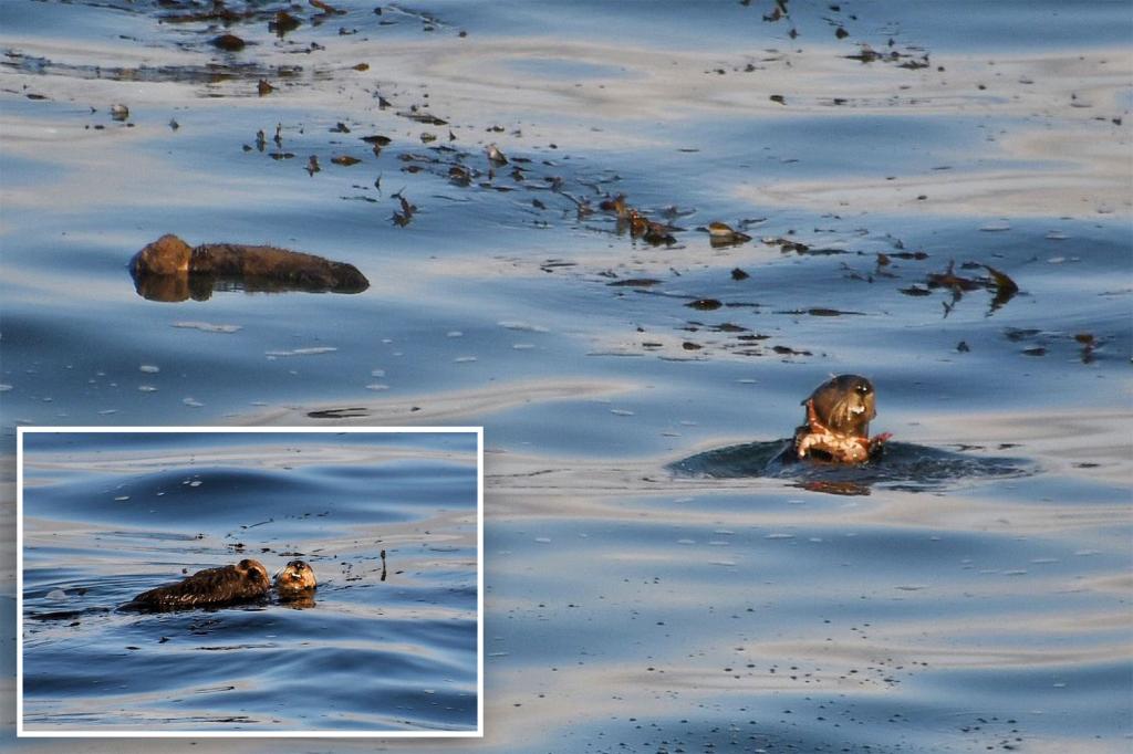 Notoriously aggressive otter that attacked surfers in California gives birth to adorable cub
