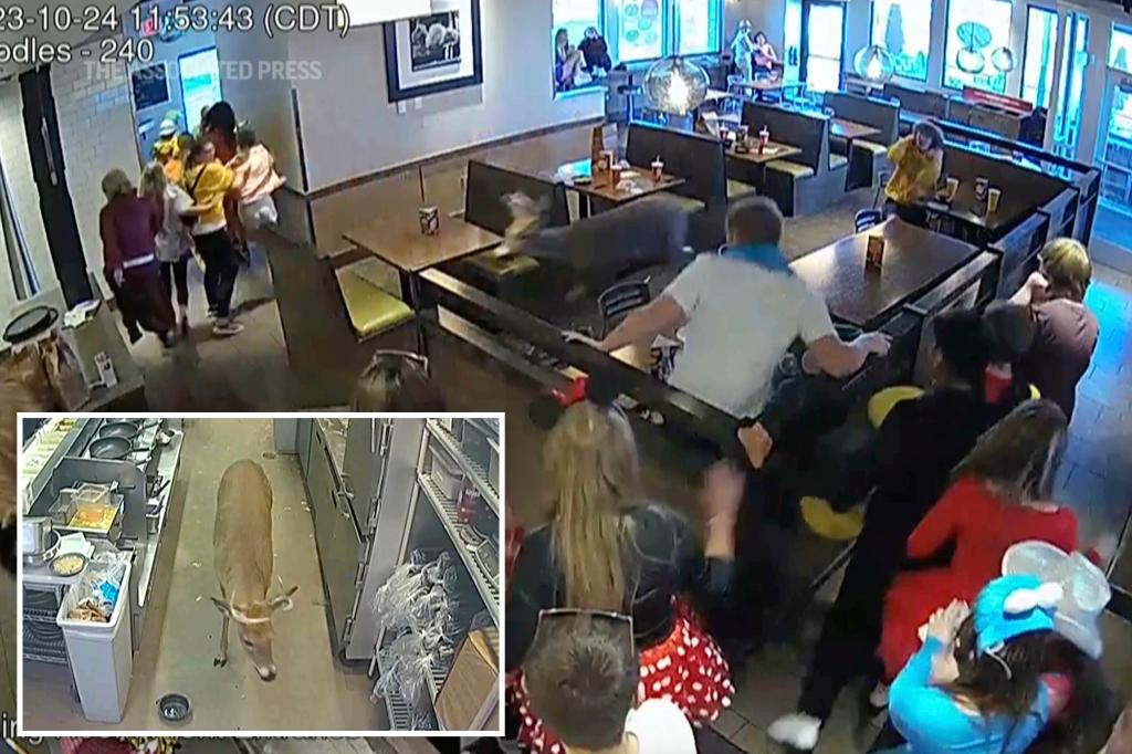 Oh dear, restaurant customers scatter when deer burst through the window