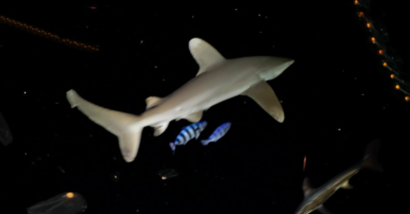 The ocean twilight zone: watch robots capture 'rare glimpses' of sea creatures