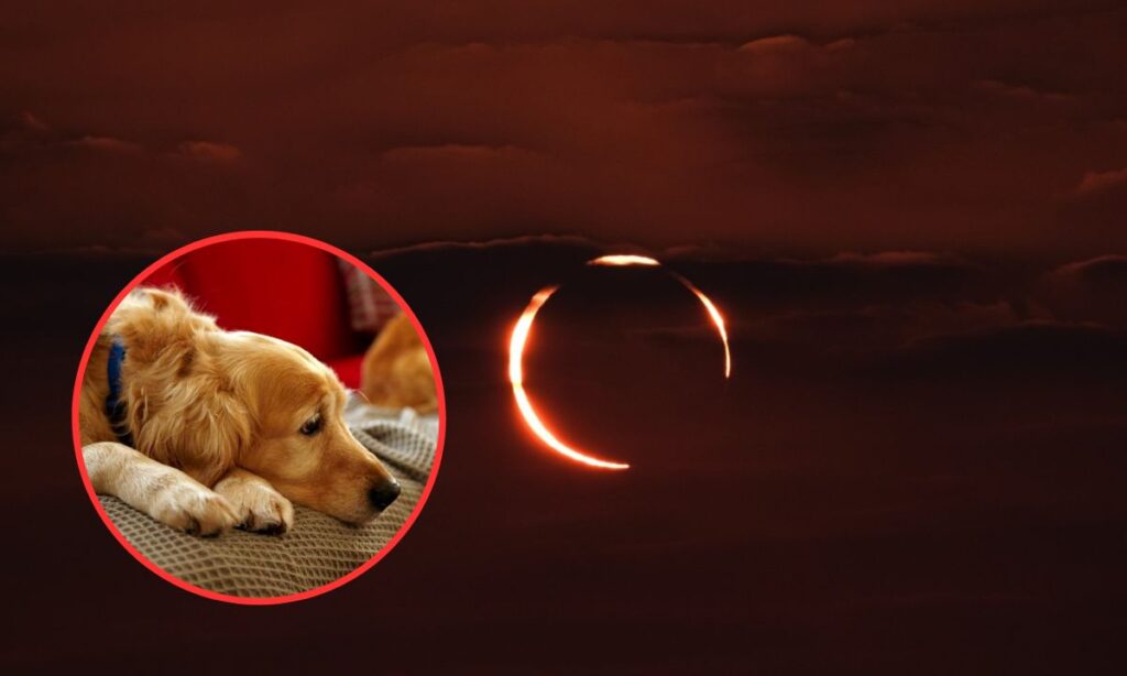 This Is How The Eclipse Will Affect Your Pet s Behavior Vo Truong 