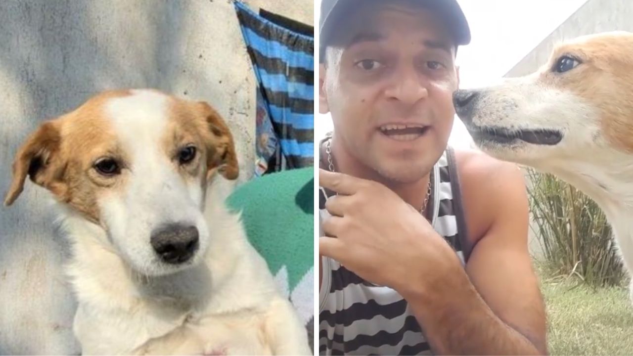 Muchos se preguntan qué pasó con el 'perrito malvado', una can que se volvió viral en TikTok porque se molestaba con su dueño cuando se le acercaba mucho.