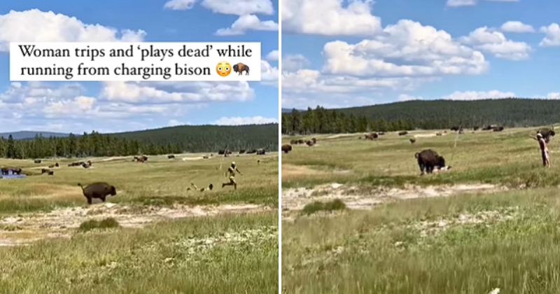 Woman comes dangerously close to bison and plays dead to escape attack in creepy video