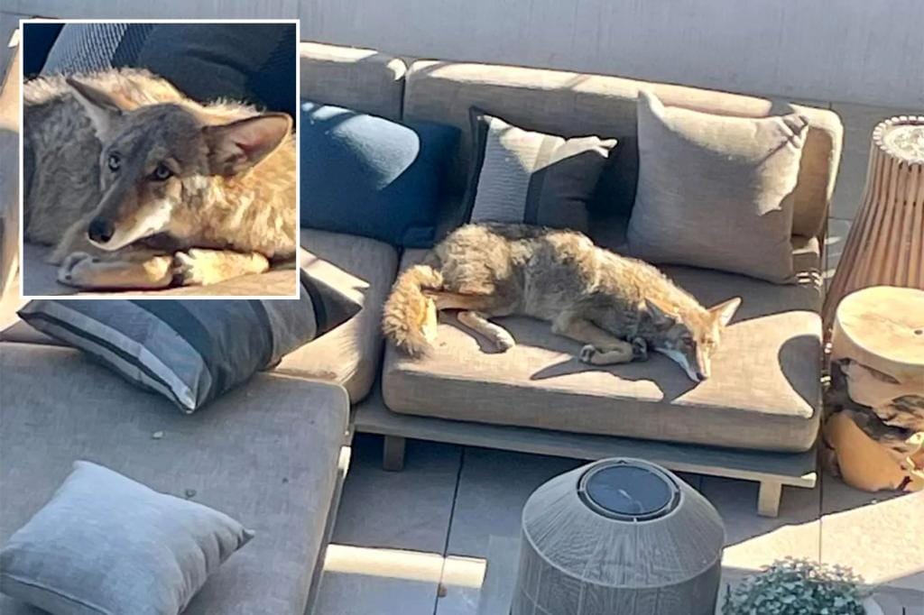 A Napping Coyote Reluctantly Leaves a Perfect Sunbathing Spot in a San Francisco Yard
