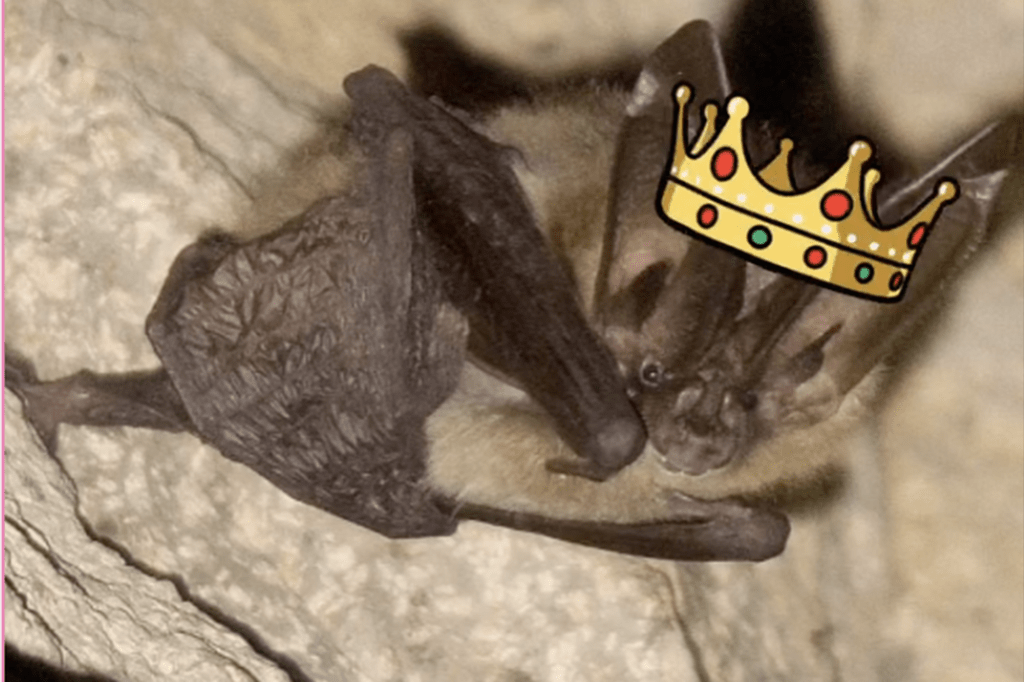 Bat Beauty Pageant Winner Revealed