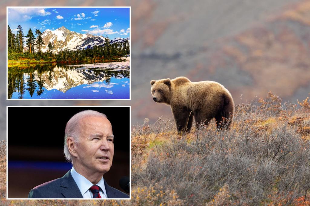Biden administration's plan to release 7 grizzly bears annually near rural communities faces widespread backlash: 'Broad diet means they can harm anyone'