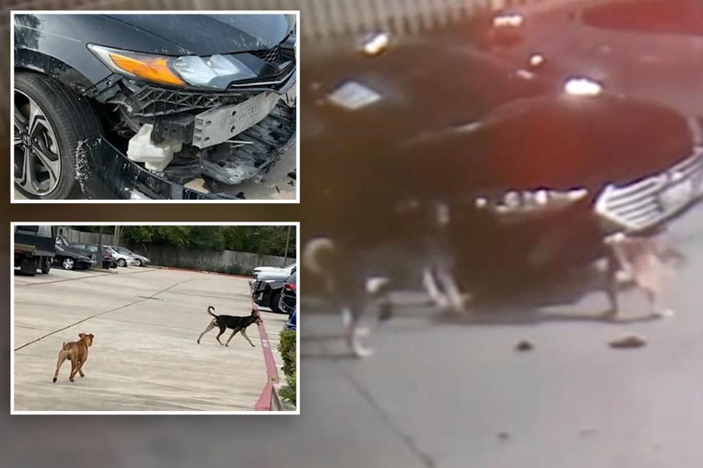 Dogs destroy cars at Texas dealership, causing up to $350,000 in damage: video