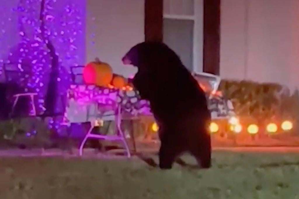 Florida bear goes trick-or-treating and helps himself to Halloween candy left outside his house