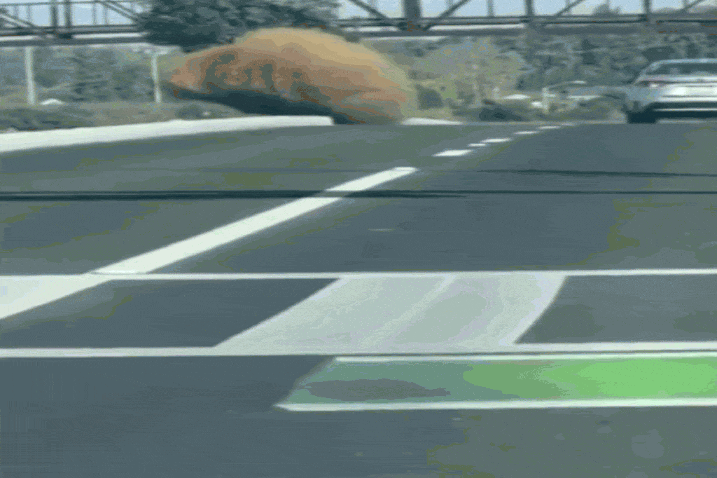 Huge tumbleweed seen rolling down California highway alongside traffic